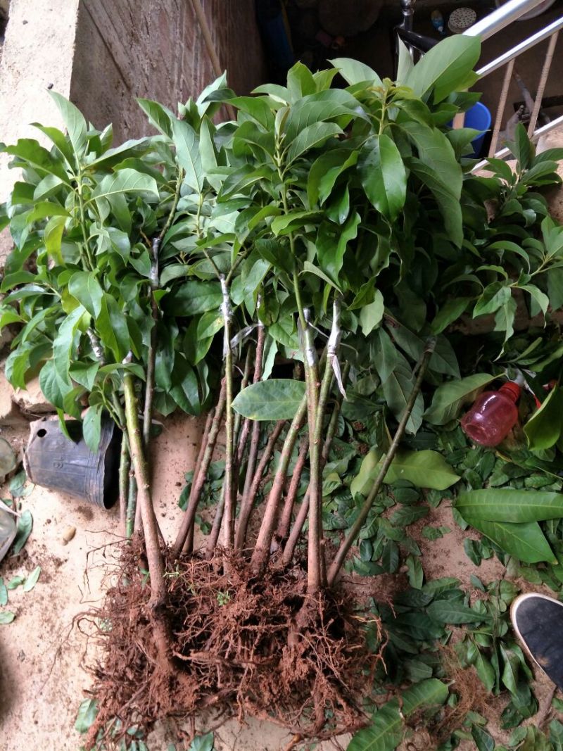 牛油果苗购苗提供技术苗圃直销包技术指导欢迎客商联系