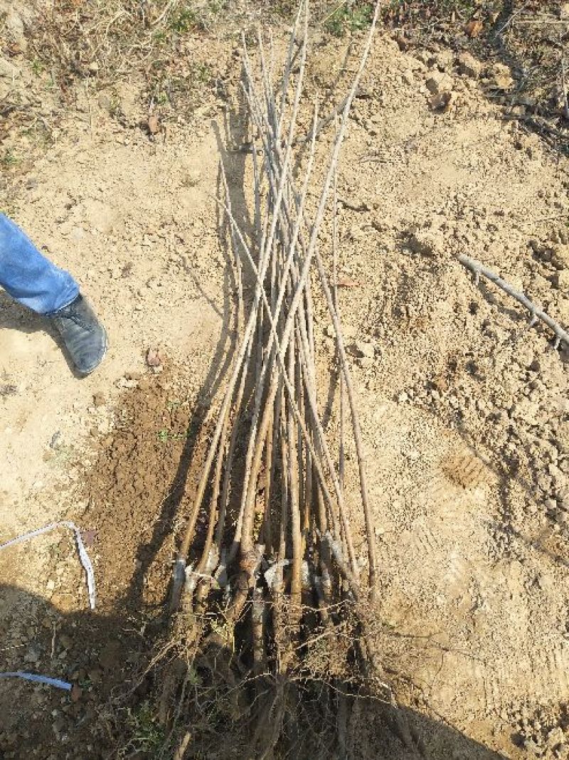 山西樱桃树苗2年80cm以上，精品樱桃树