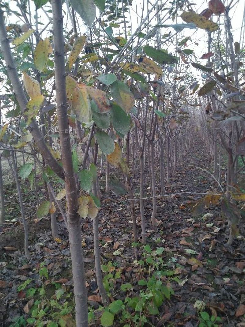 山西樱桃树苗2年80cm以上，精品樱桃树