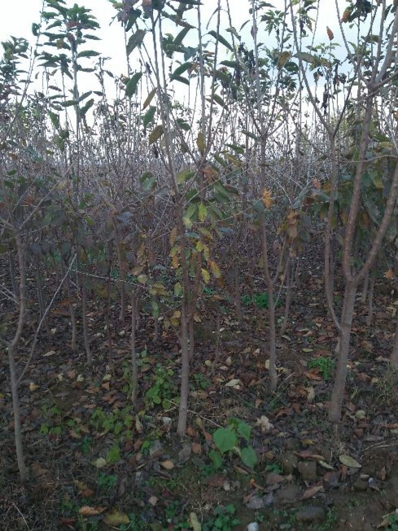 山西樱桃树苗2年80cm以上，精品樱桃树