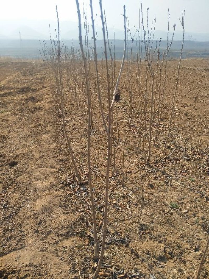 山西樱桃树苗2年80cm以上，精品樱桃树
