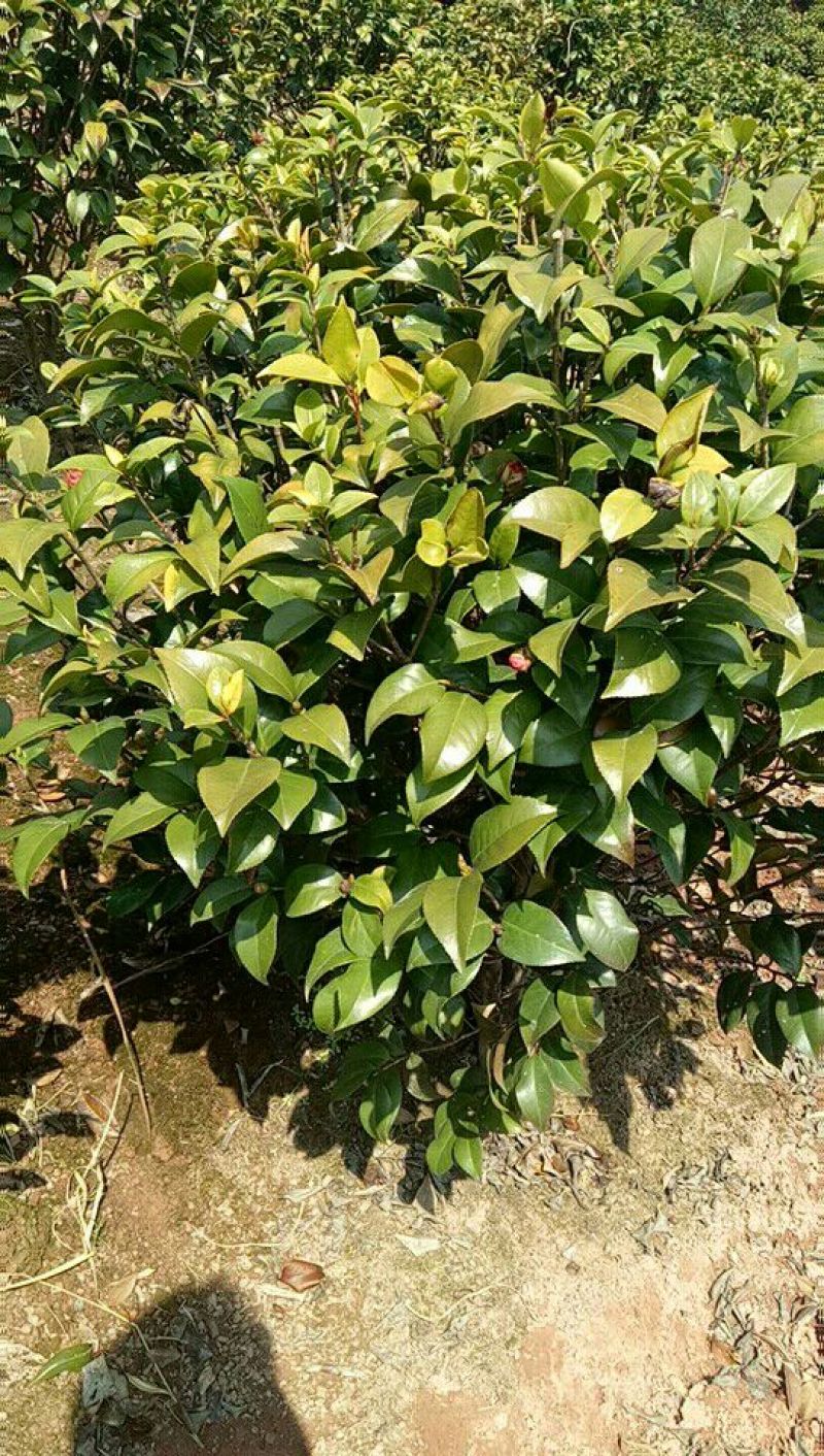茶花树80~100cm