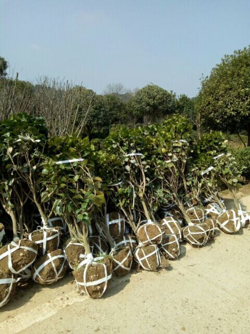 茶花树80~100cm