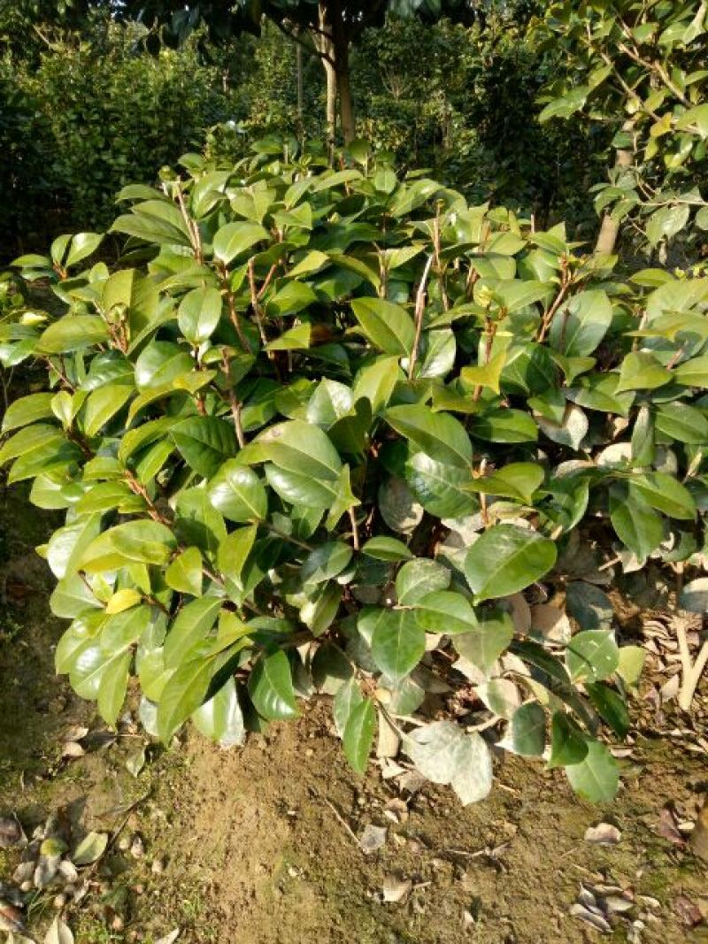 茶花树80~100cm