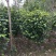 茶花树80~100cm