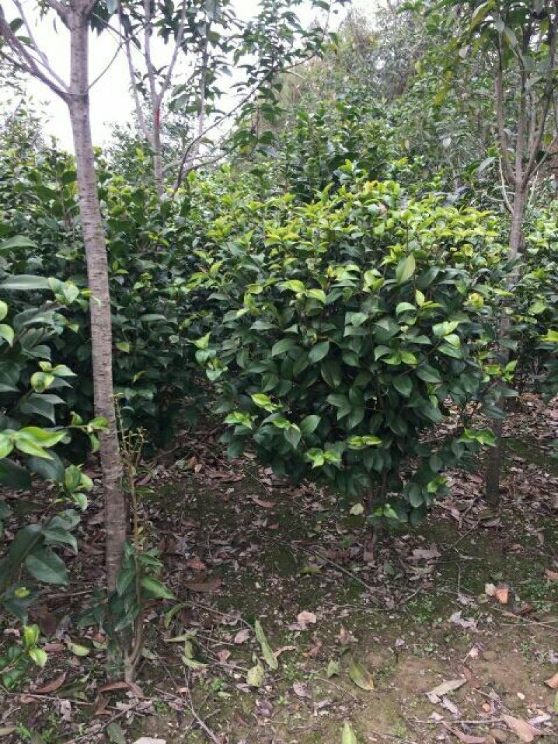 茶花树80~100cm