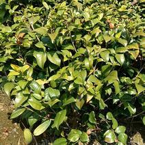 茶花树80~100cm