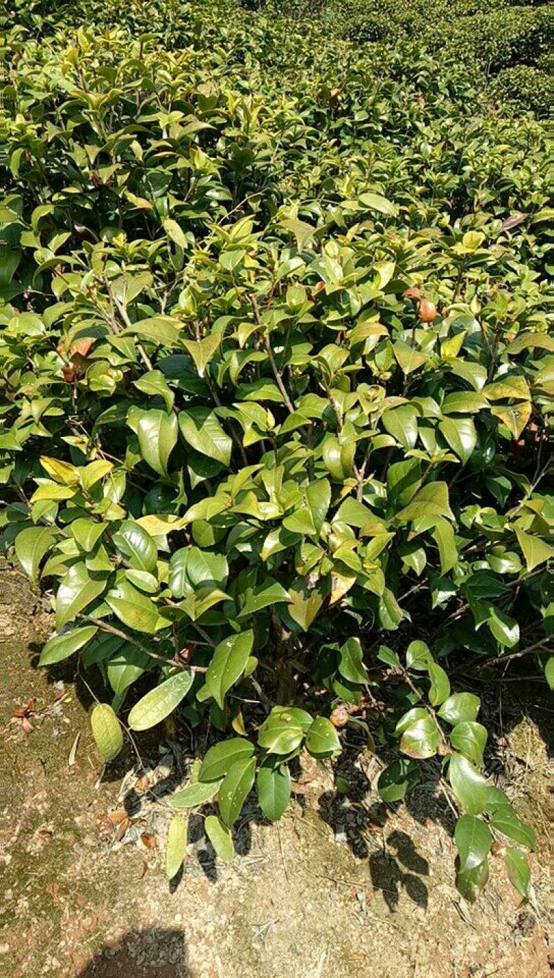 茶花树80~100cm