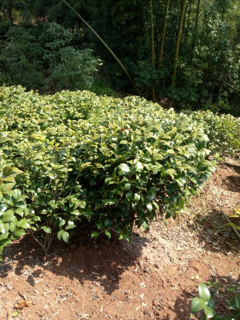 茶花树80~100cm