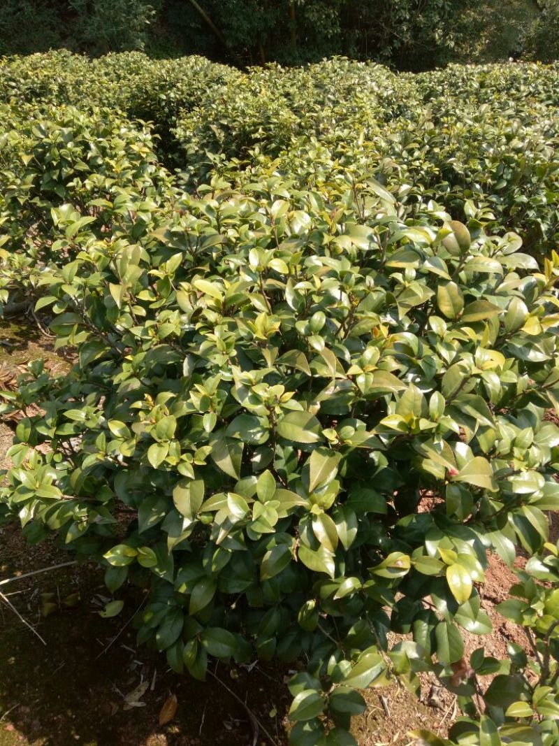 茶花树80~100cm