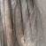 刀鱼冻鱼