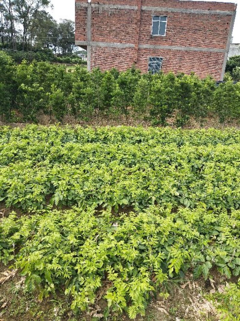 大鸡心黄皮苗50~80cmcm