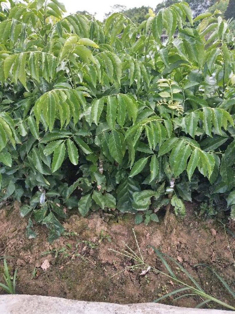 大鸡心黄皮苗50~80cmcm