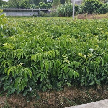 大鸡心黄皮苗50~80cmcm