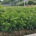 大鸡心黄皮苗50~80cmcm