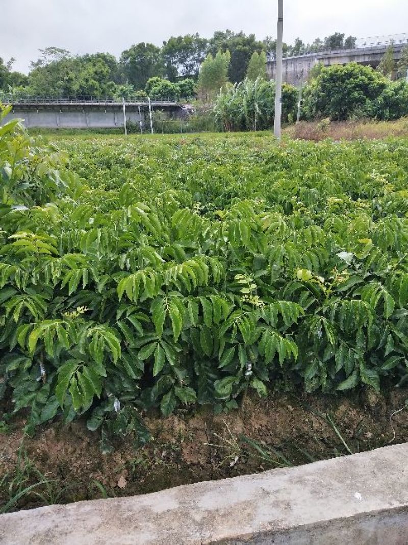 大鸡心黄皮苗50~80cmcm