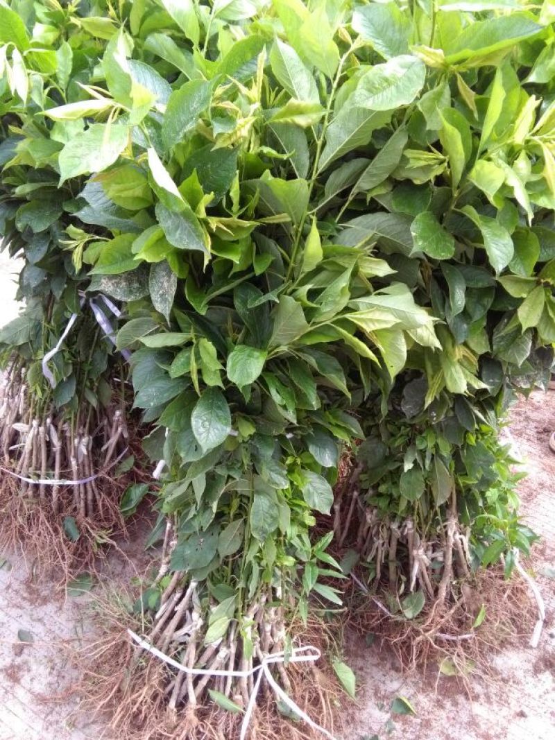 三华李树苗30~40cm