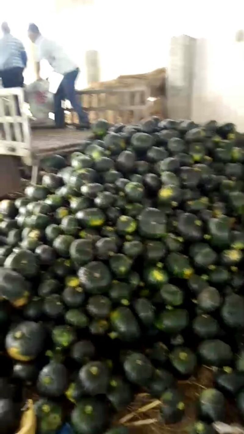 板栗黑皮南瓜