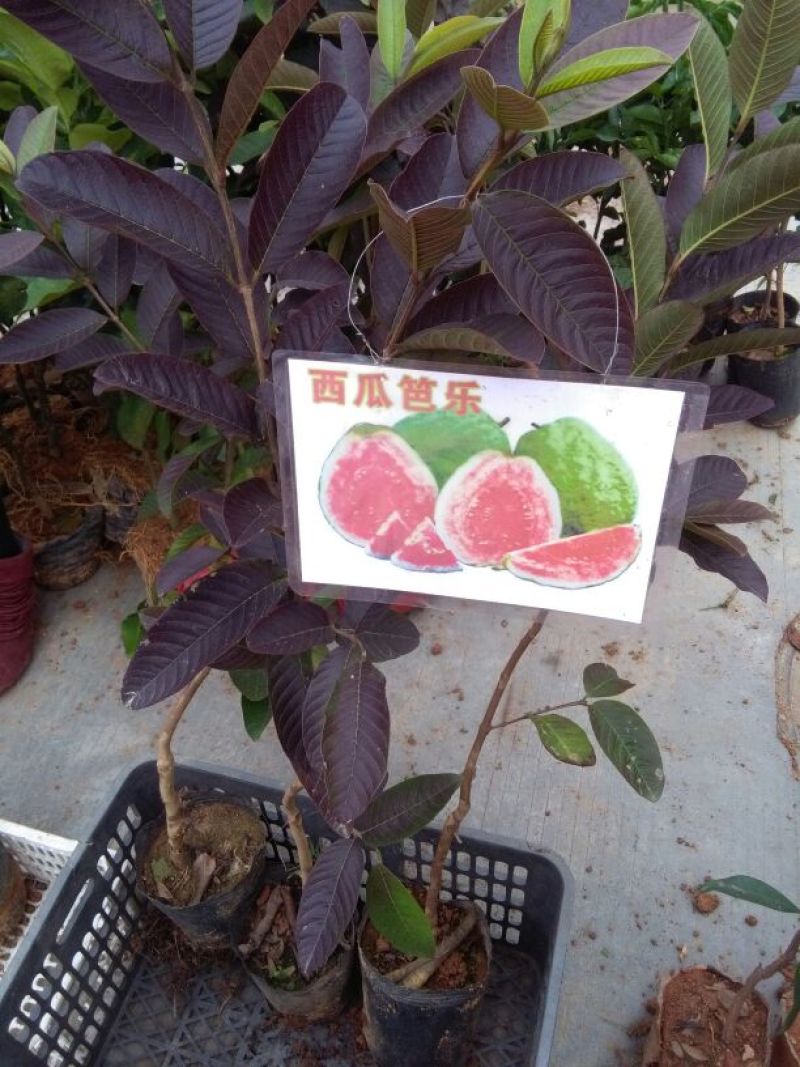 西瓜番石榴苗30~50cm