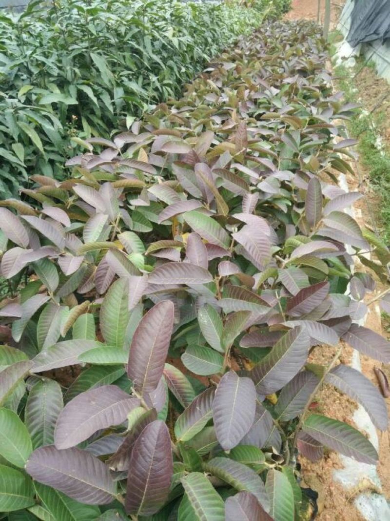 西瓜番石榴苗30~50cm