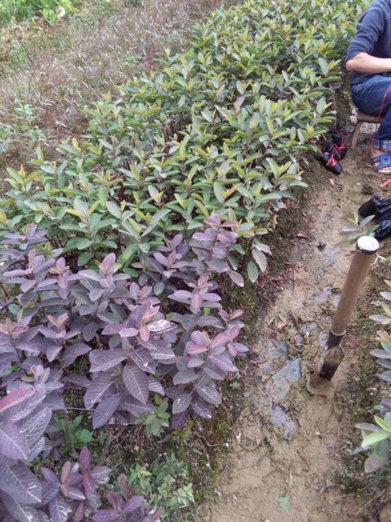 西瓜番石榴苗30~50cm