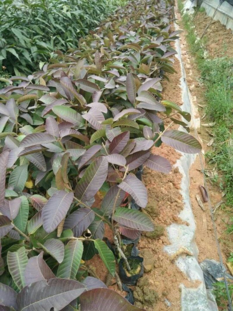 西瓜番石榴苗30~50cm