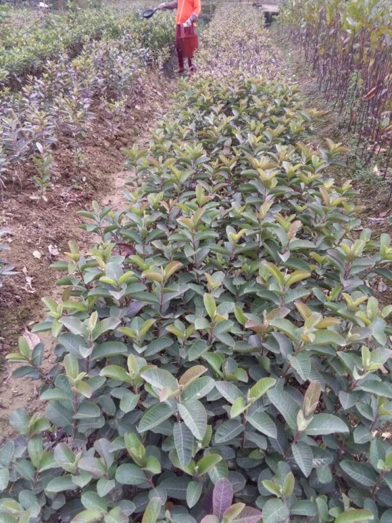 西瓜番石榴苗30~50cm