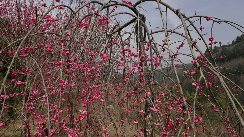 垂梅枝条下垂，农历冬腊月开花至
