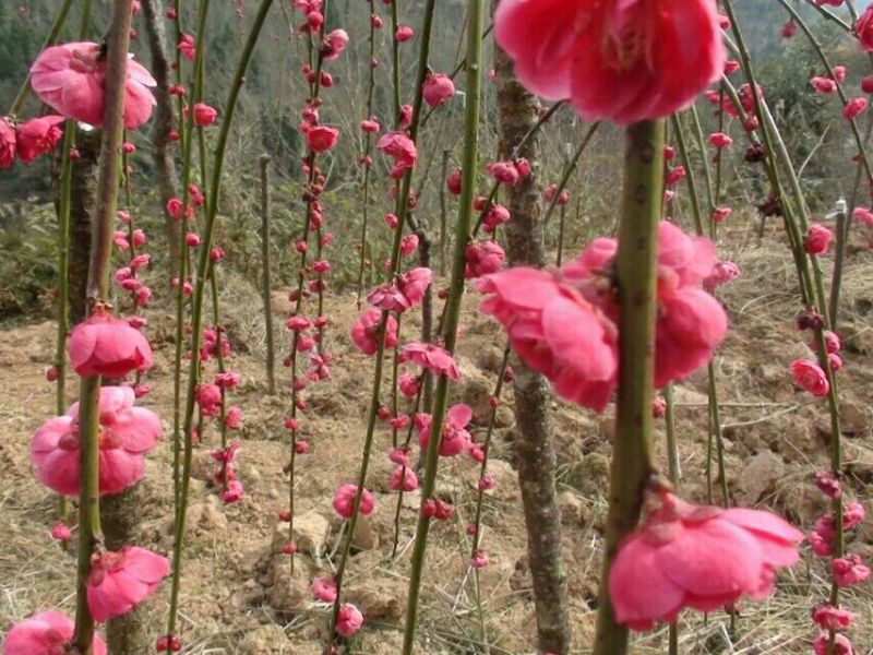 垂梅枝条下垂，农历冬腊月开花至