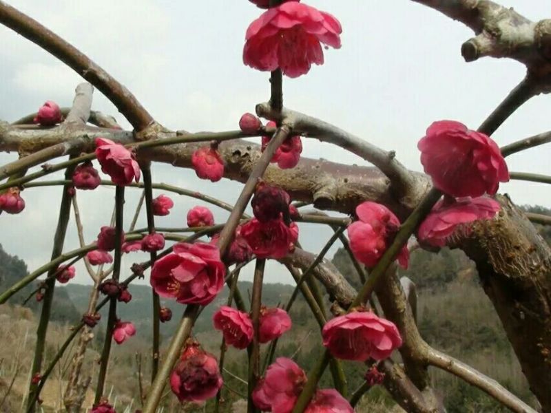 垂梅枝条下垂，农历冬腊月开花至