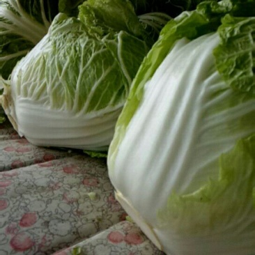 大量供应冷库里，大白菜2~3斤净菜，走巿场，，