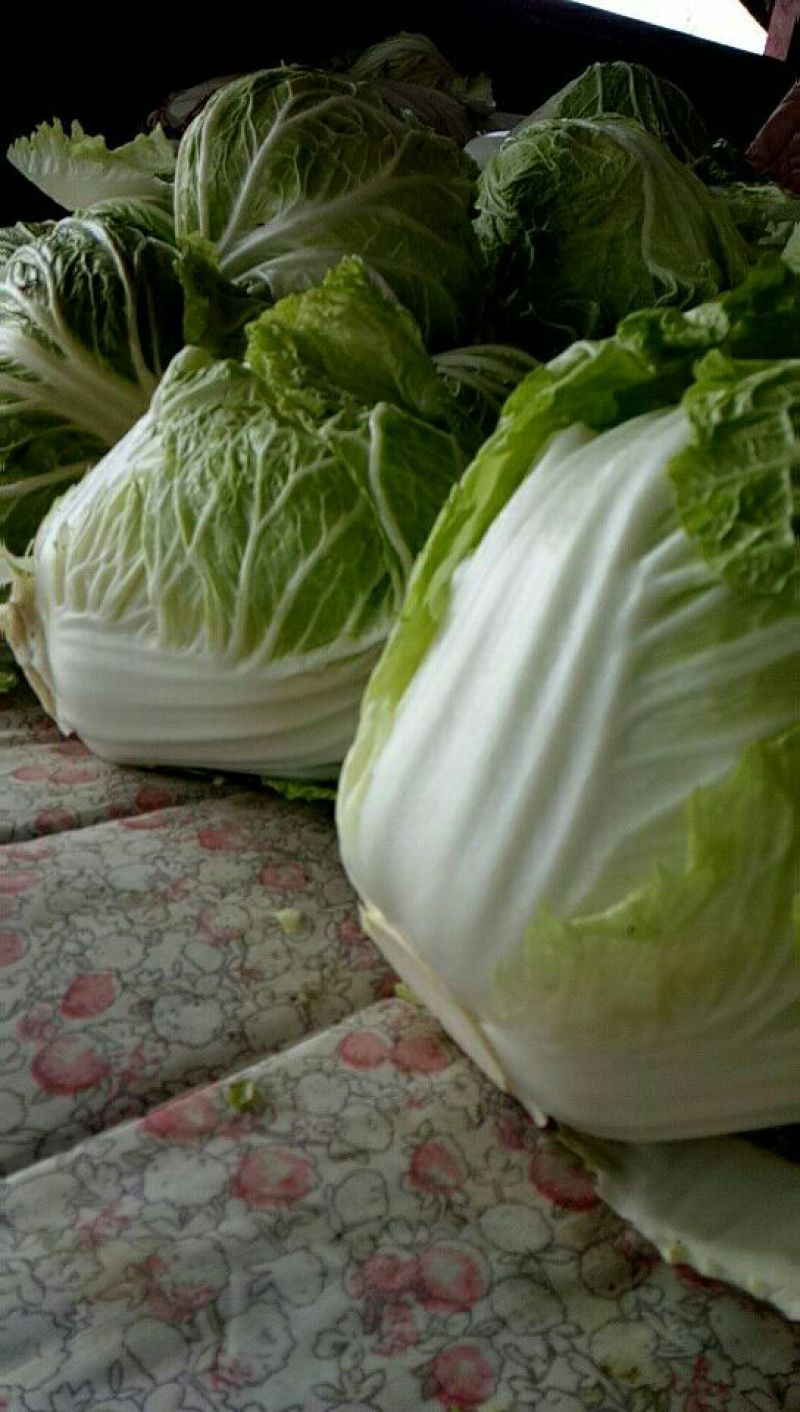 大量供应冷库里，大白菜2~3斤净菜，走巿场，，