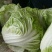 大量供应冷库里，大白菜2~3斤净菜，走巿场，，