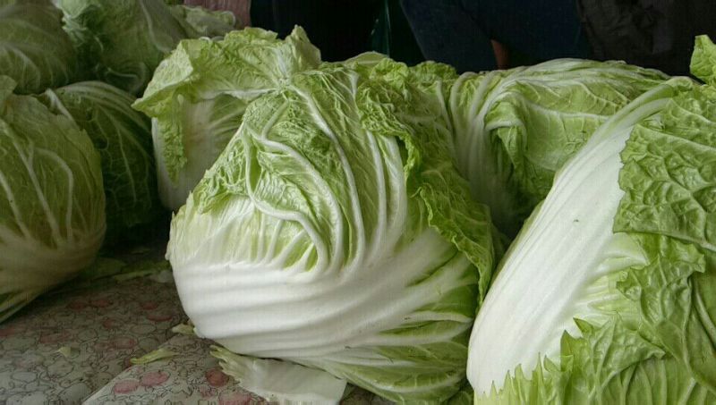 大量供应冷库里，大白菜2~3斤净菜，走巿场，，