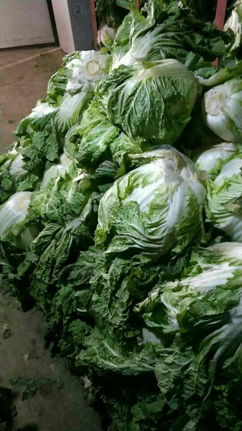 大量供应冷库里，大白菜2~3斤净菜，走巿场，，