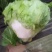 大量供应冷库里，大白菜2~3斤净菜，走巿场，，