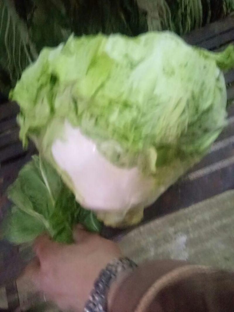 大量供应冷库里，大白菜2~3斤净菜，走巿场，，