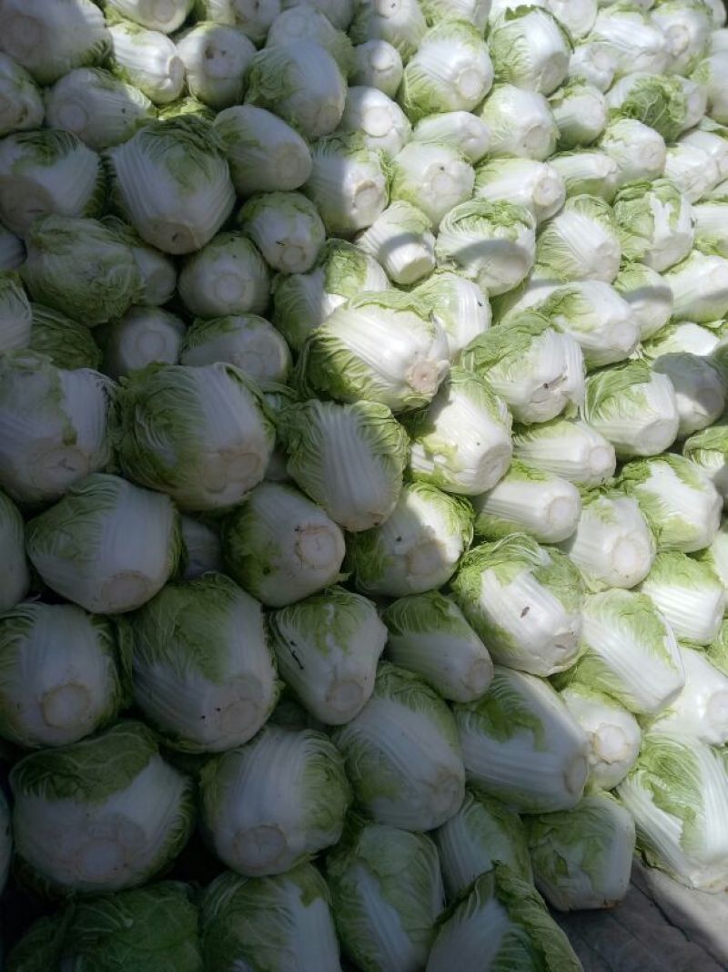大量供应冷库里，大白菜2~3斤净菜，走巿场，，