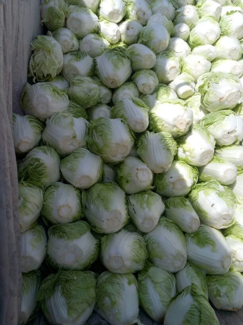 大量供应冷库里，大白菜2~3斤净菜，走巿场，，