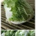 大量供应冷库里，大白菜2~3斤净菜，走巿场，，