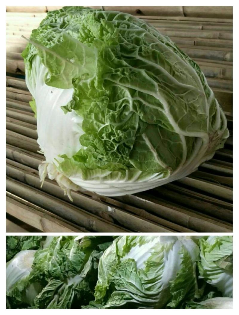 大量供应冷库里，大白菜2~3斤净菜，走巿场，，