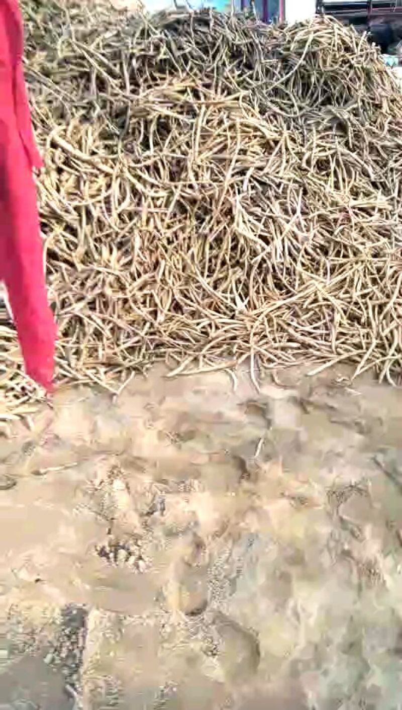 辣根种苗