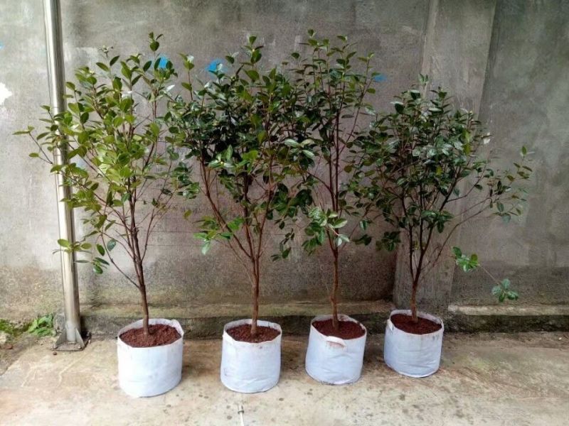 加厚植树袋美植袋黑色育苗袋种植袋出口加仑袋种植移栽袋种植