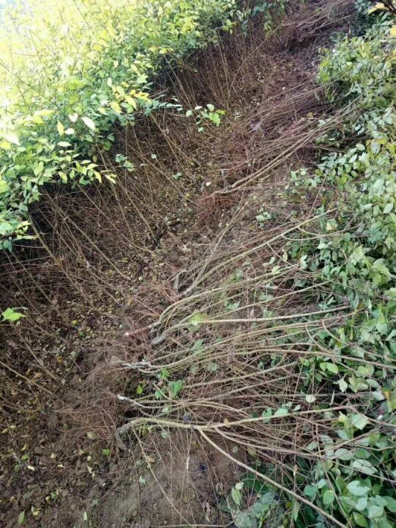 金叶榆树苗50~80cm营养杯金叶榆大田地接金叶榆
