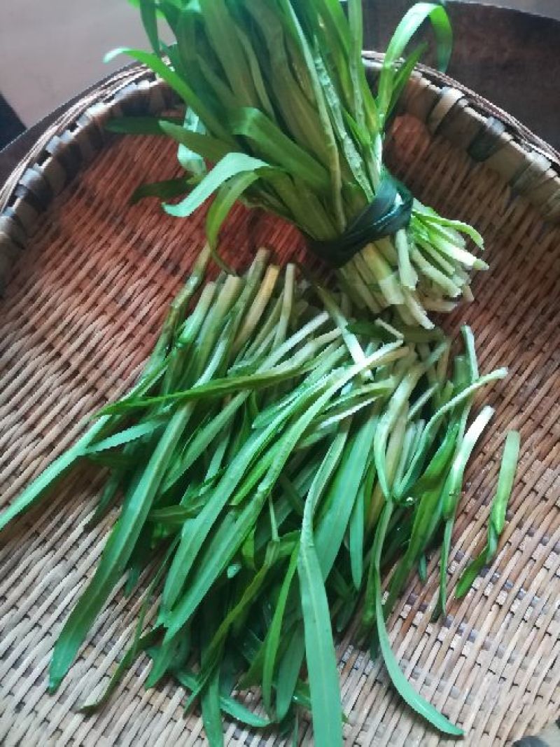 大叶韭菜苔