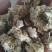 药用菊花山西小菊花