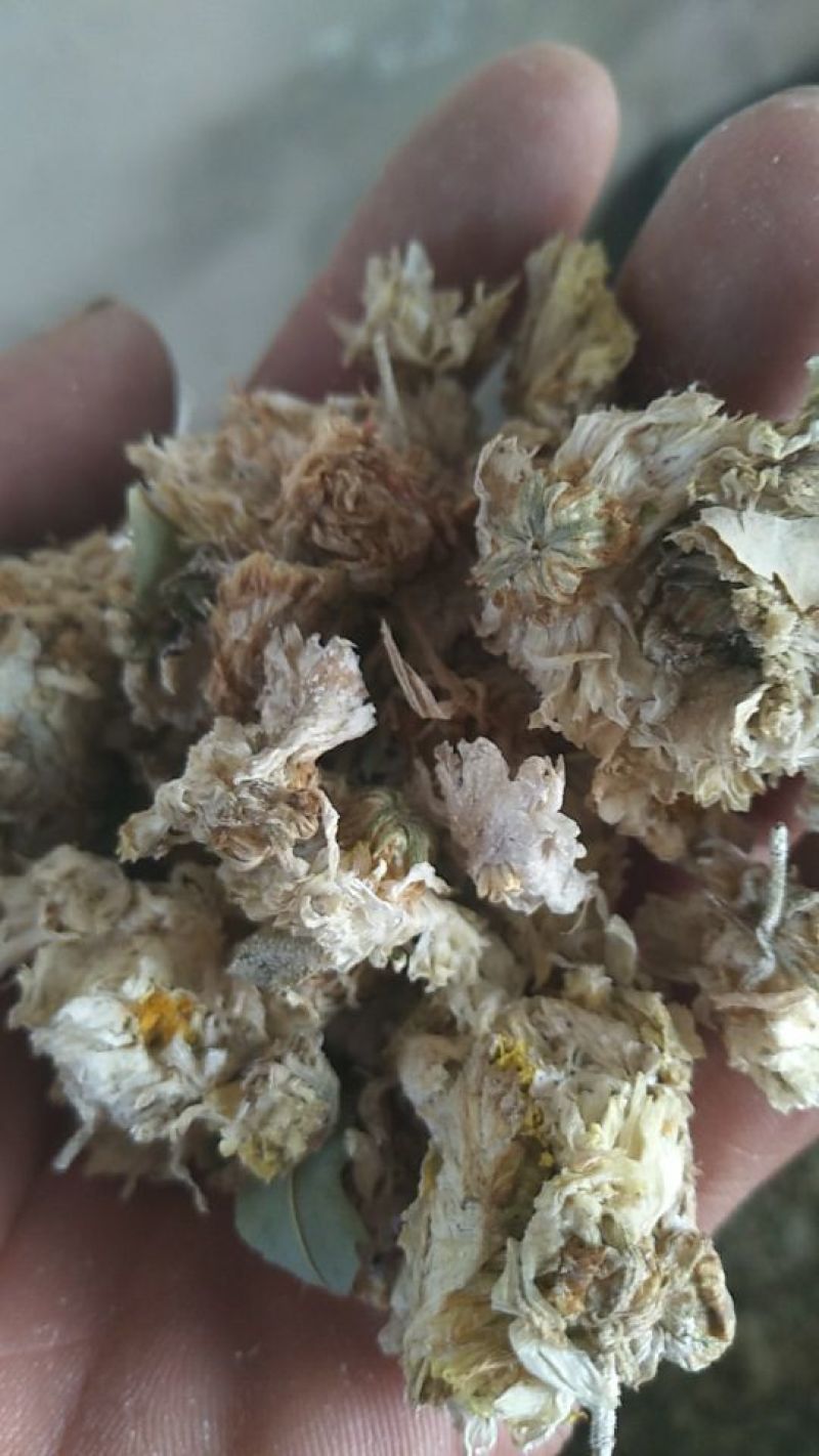 药用菊花山西小菊花