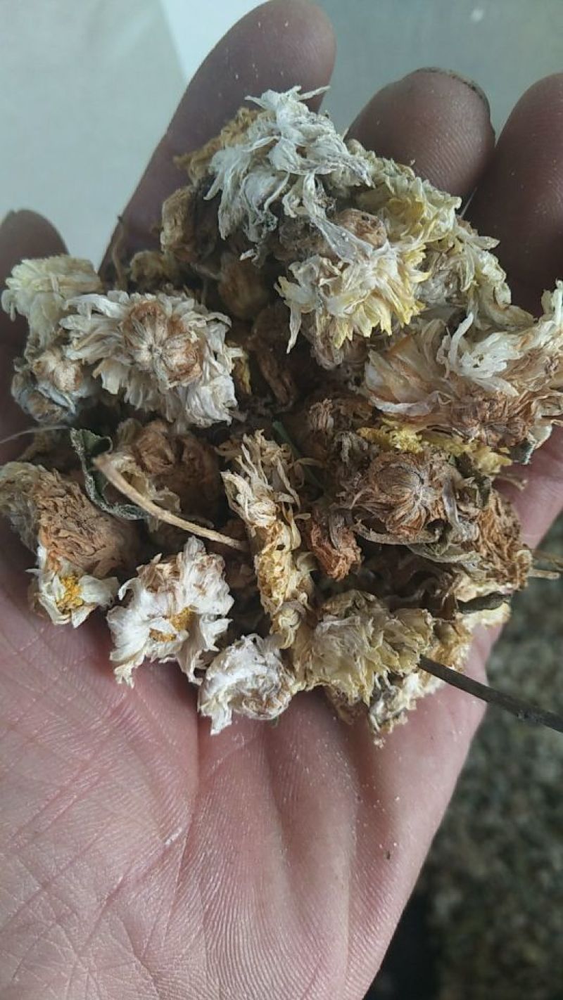 药用菊花山西小菊花