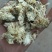 药用菊花山西小菊花