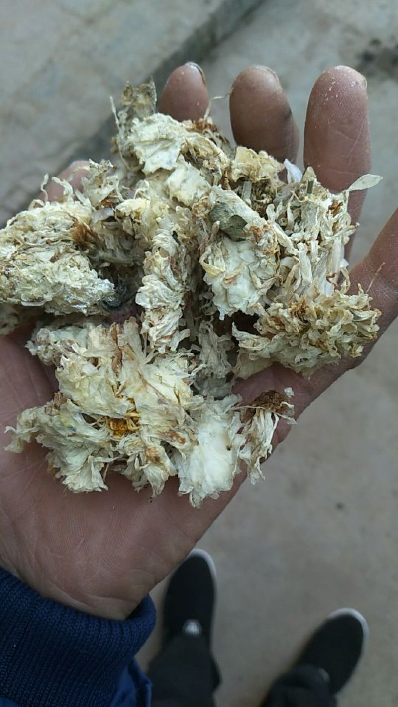 药用菊花山西小菊花